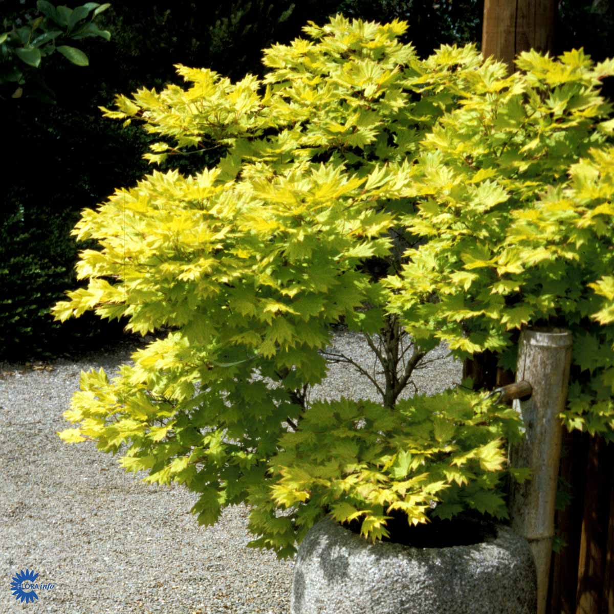 Bilde av Acer Shirasawanum Aureum-Spanne Plantesalg