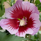 Bilde av Hibiscus syr. Flower Tower Purple-Spanne Plantesalg