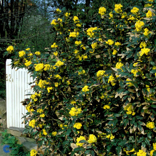 Bilde av Mahonia aquifolium-Spanne Plantesalg