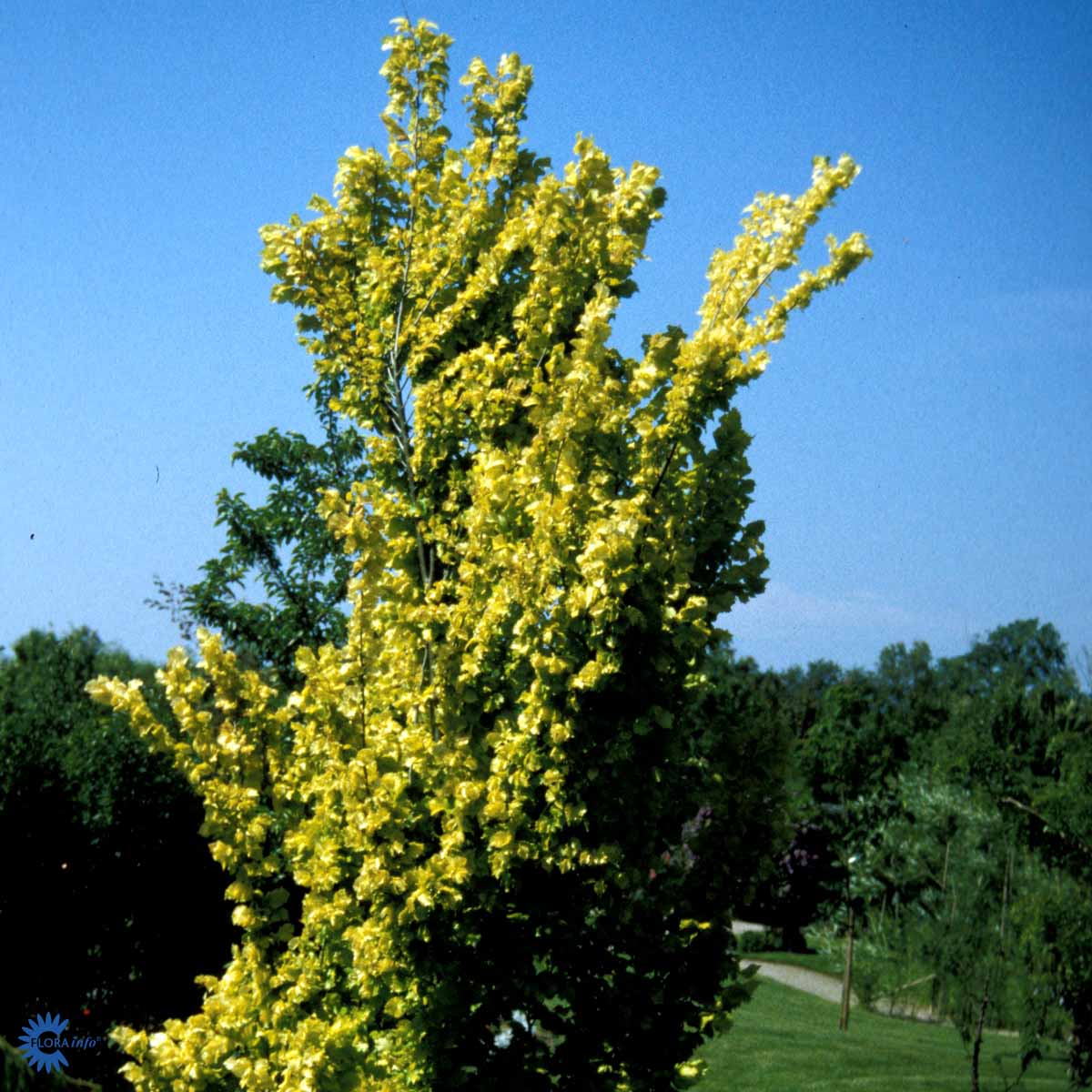 Bilde av Ulmus holl. 'Wredei'-Spanne Plantesalg