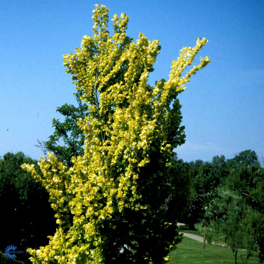 Bilde av Ulmus holl. 'Wredei'-Spanne Plantesalg