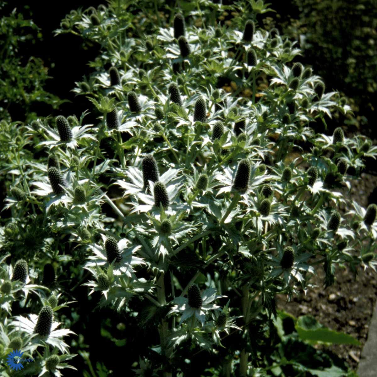 Bilde av Eryngium giganteum-Spanne Plantesalg