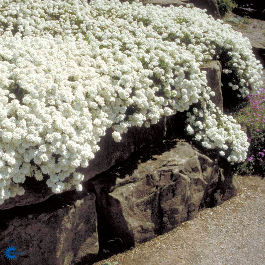 Bilde av Iberis sempervirens-Spanne Plantesalg