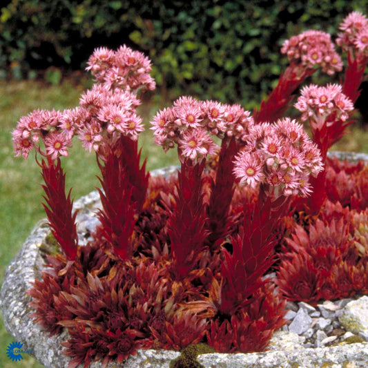 Bilde av Sempervivum tectorum-Spanne Plantesalg