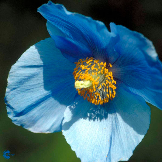 Bilde av Meconopsis betonicifolia-Spanne Plantesalg