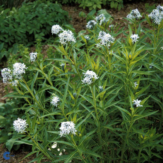 Bilde av Amsonia tabernaemontana-Spanne Plantesalg