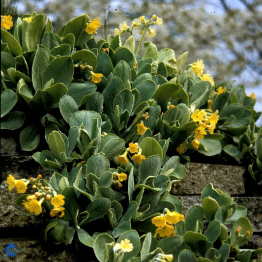 Bilde av Primula auricula-Spanne Plantesalg