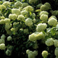 Bilde av HYDRANGEA ARB. GOLDEN ANNABELLE-Spanne Plantesalg