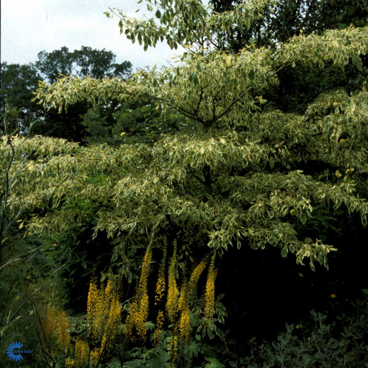 Bilde av Cornus controversa 'Variegata'-Spanne Plantesalg