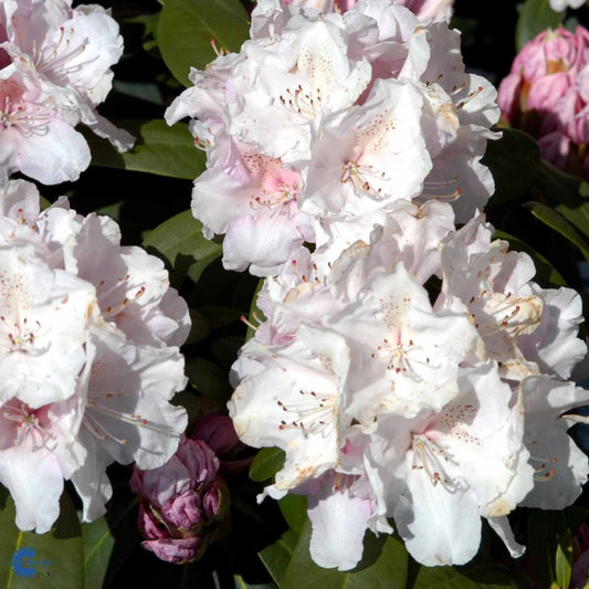 Bilde av Rhododendron Schneekrone-Spanne Plantesalg