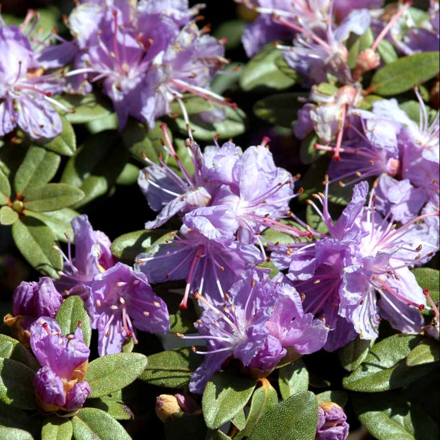 Bilde av Rhododendron Ramapo-Spanne Plantesalg