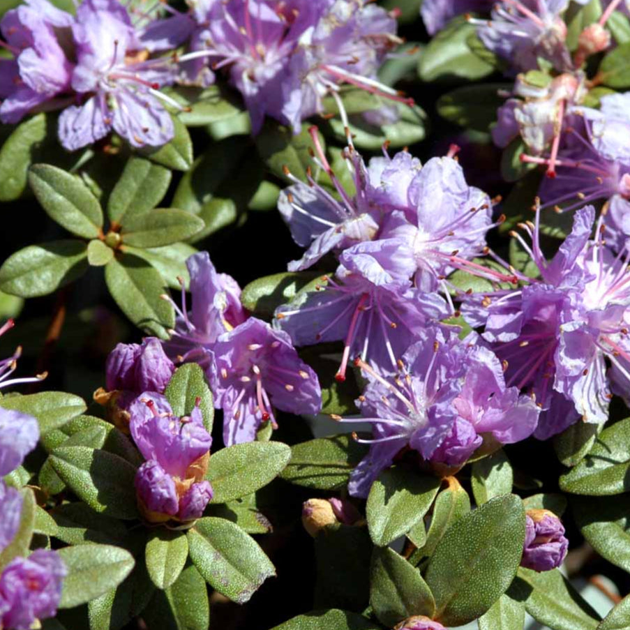 Bilde av Rhododendron lep. 'Ramapo'-Spanne Plantesalg