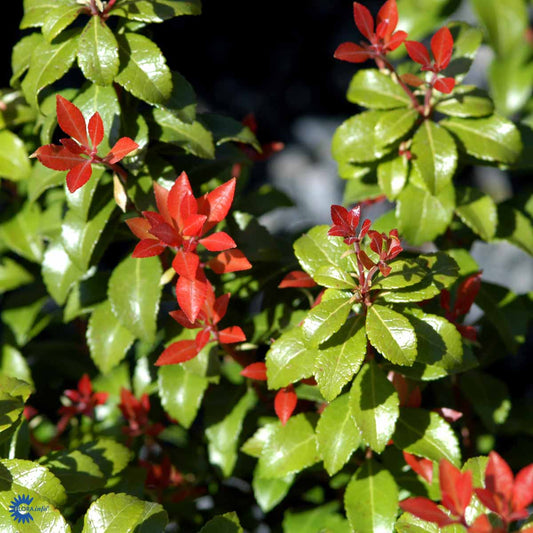 Bilde av Pieris jap. Little Heath Green 1l-Spanne Plantesalg