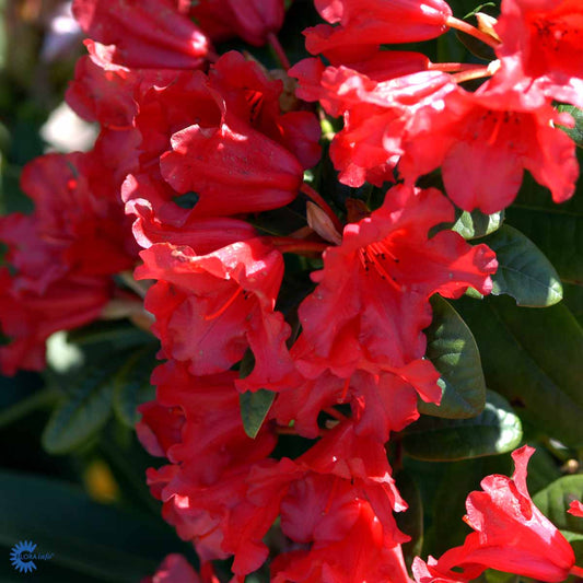 Bilde av Rhododendron S. Wonder-Spanne Plantesalg