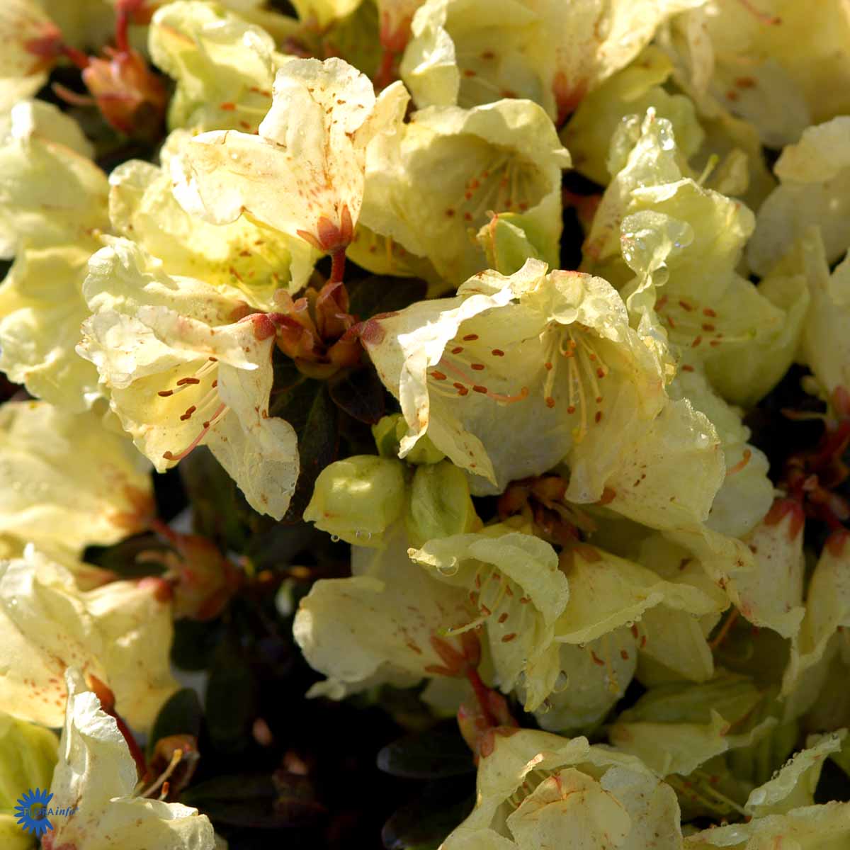 Bilde av Rhododendron (K) 'Wren'-Spanne Plantesalg