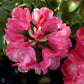 Bilde av Rhododendron G. Glocker-Spanne Plantesalg