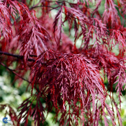 Bilde av Acer palm. 'Dissectum Garnet'-Spanne Plantesalg