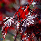 Bilde av Acer plat. 'Crimson Sentry'-Spanne Plantesalg