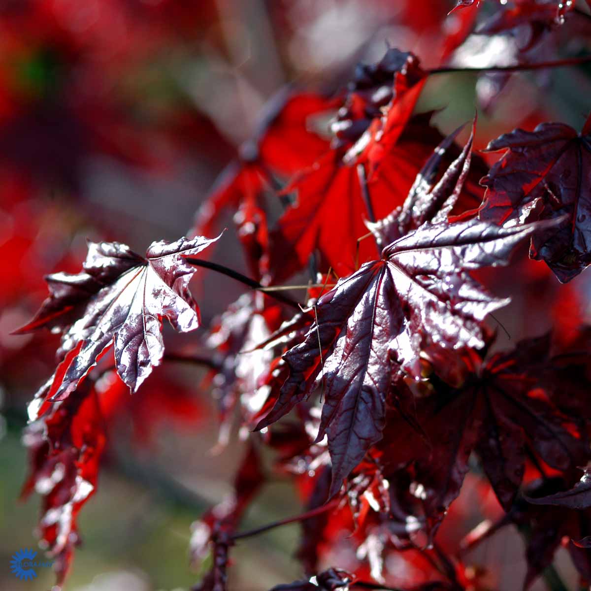 Bilde av Acer plat. 'Crimson Sentry'-Spanne Plantesalg