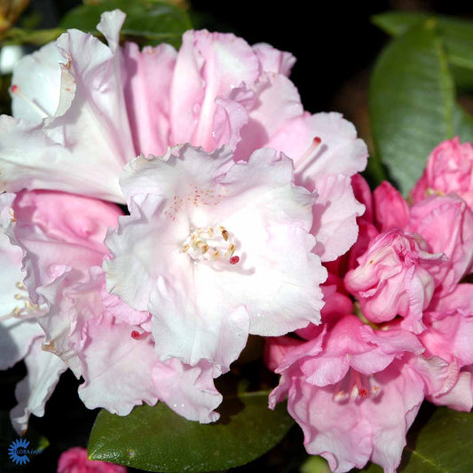 Bilde av Rhododendron Silberwolke-Spanne Plantesalg