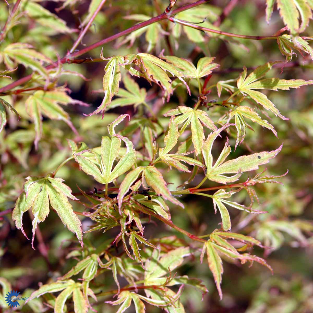 Bilde av Acer palm. 'Butterfly'-Spanne Plantesalg