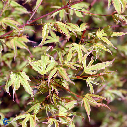 Bilde av Acer palm. 'Butterfly'-Spanne Plantesalg