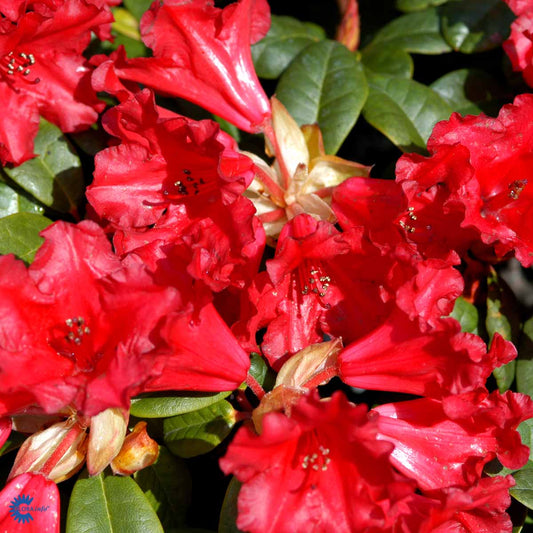 Bilde av Rhododendron Scarlet Wonder-Spanne Plantesalg