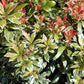 Bilde av Pieris japonica Little Heath-Spanne Plantesalg