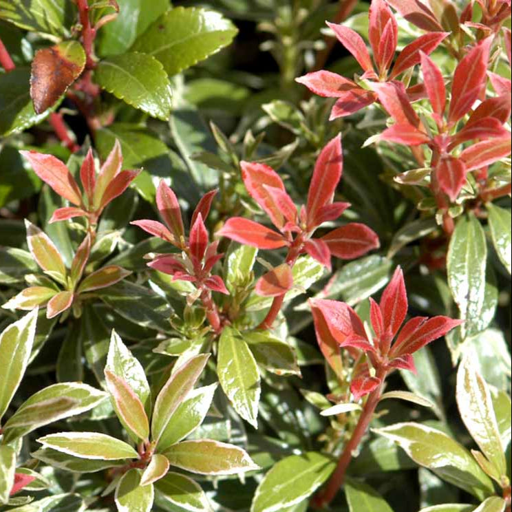 Bilde av Pieris Little Heath-Spanne Plantesalg