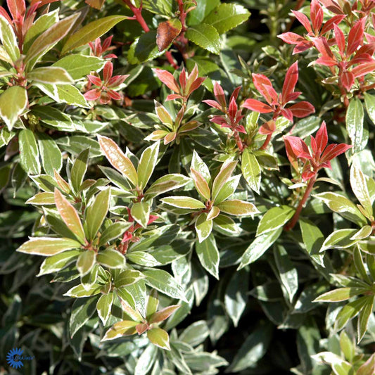 Bilde av Pieris japonica Little Heath 1l-Spanne Plantesalg