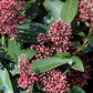 Bilde av Skimmia Jap. Rubella-Spanne Plantesalg