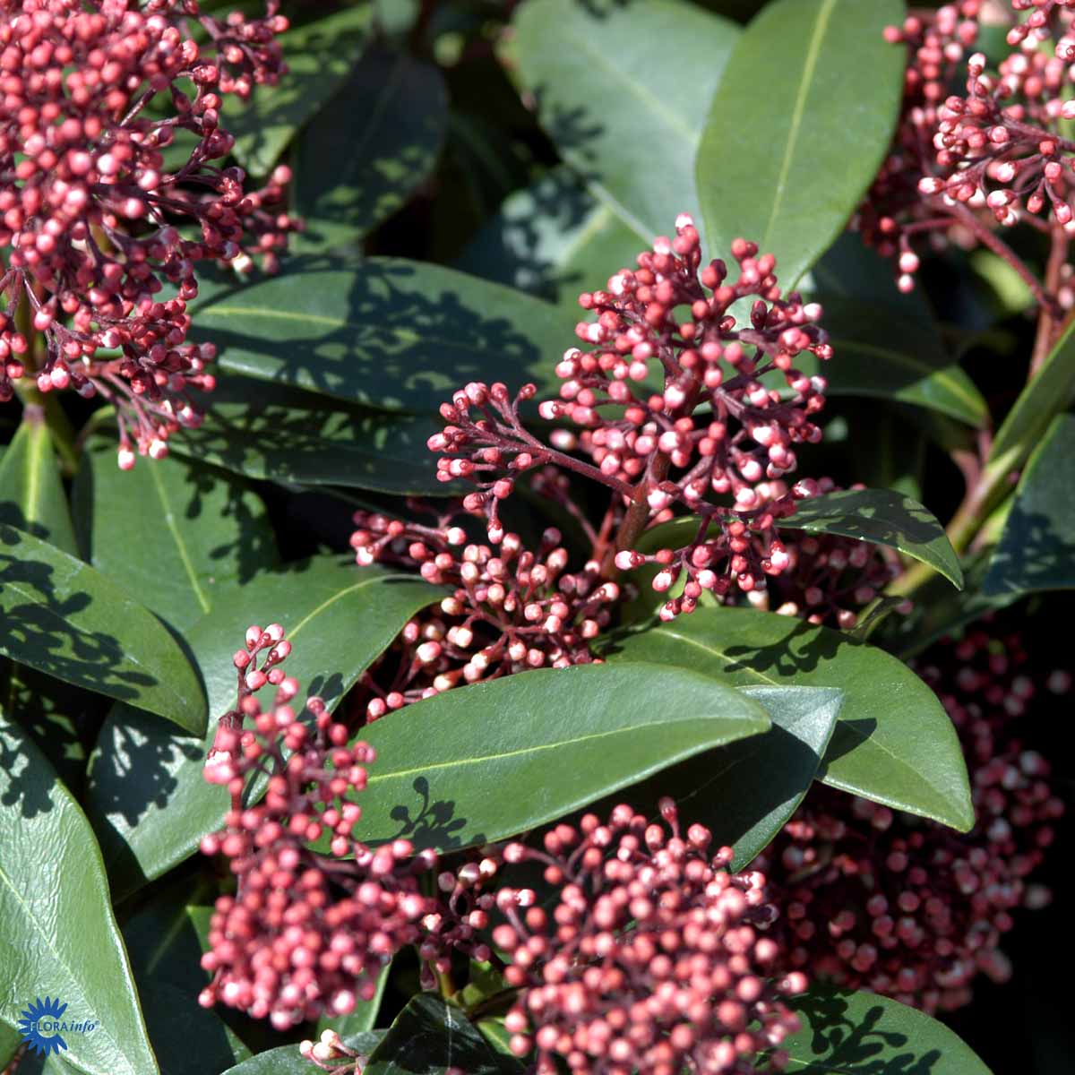 Bilde av Skimmia Jap. Rubella-Spanne Plantesalg