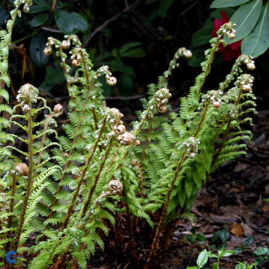 Bilde av Polystichum set. 'Dahlem'-Spanne Plantesalg