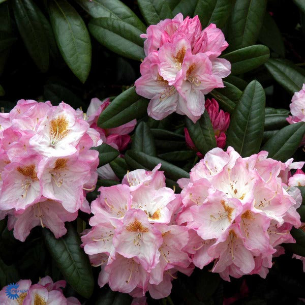 Bilde av Rhododendron Brigitte-Spanne Plantesalg