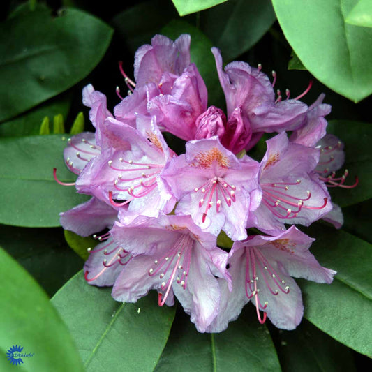 Bilde av Rhododendron Catawbiense Grandiflorum-Spanne Plantesalg