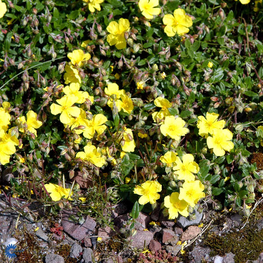 Bilde av Helianthemum nummularium-Spanne Plantesalg