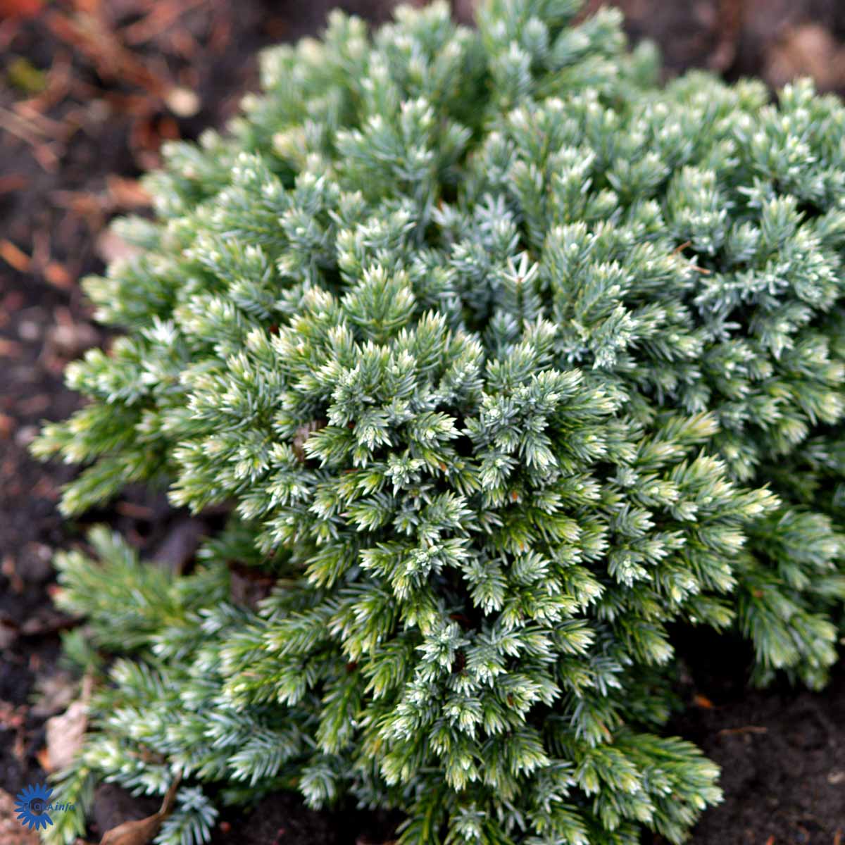 Bilde av Juniperus squamata Blue Star-Spanne Plantesalg