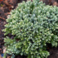 Bilde av Juniperus squamata Blue Star 1l-Spanne Plantesalg