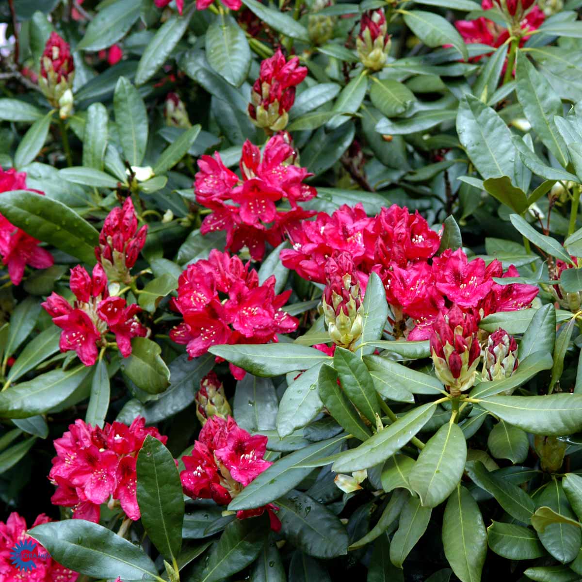 Bilde av Rhododendron Nova Zembla-Spanne Plantesalg