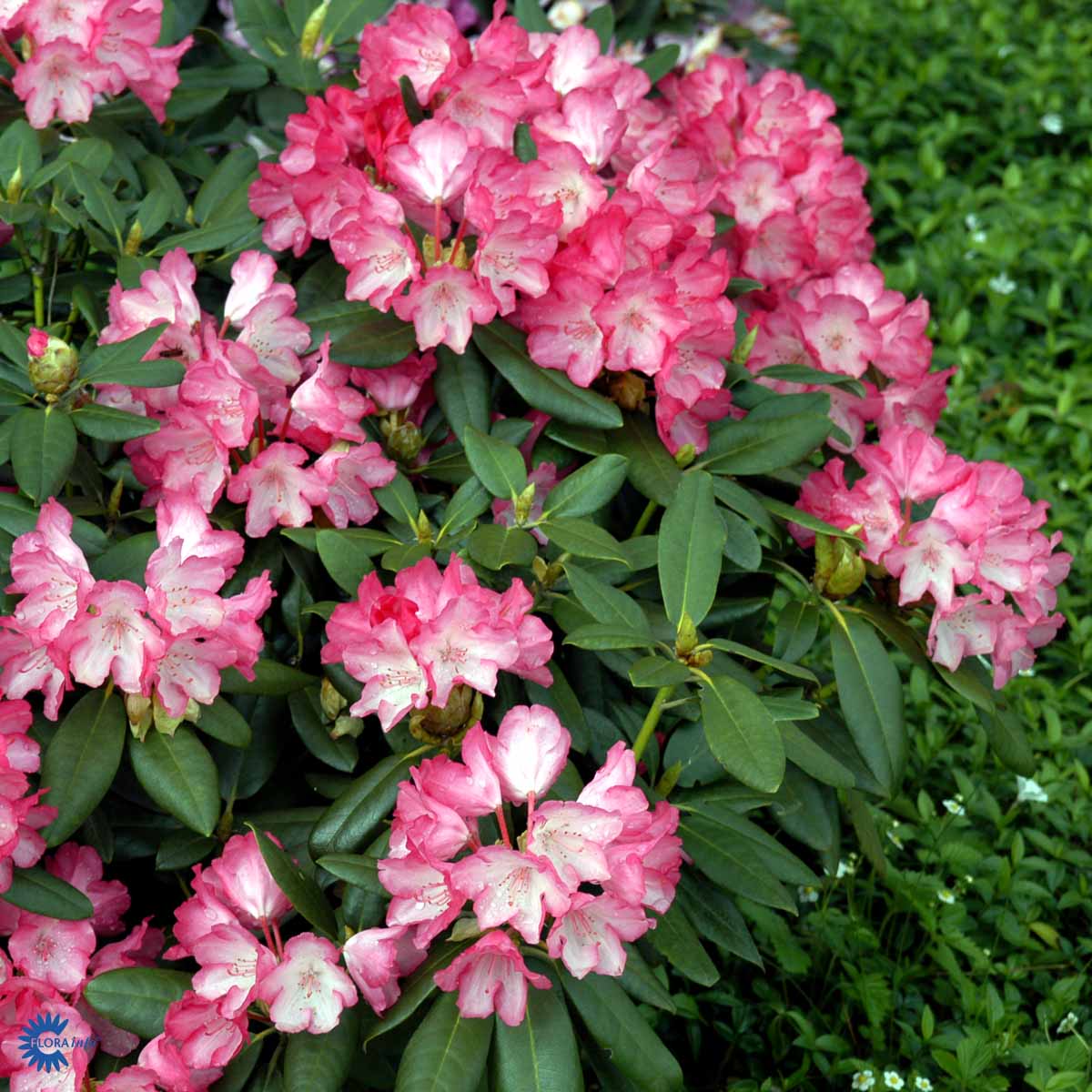 Bilde av Rhododendron Fantastica-Spanne Plantesalg