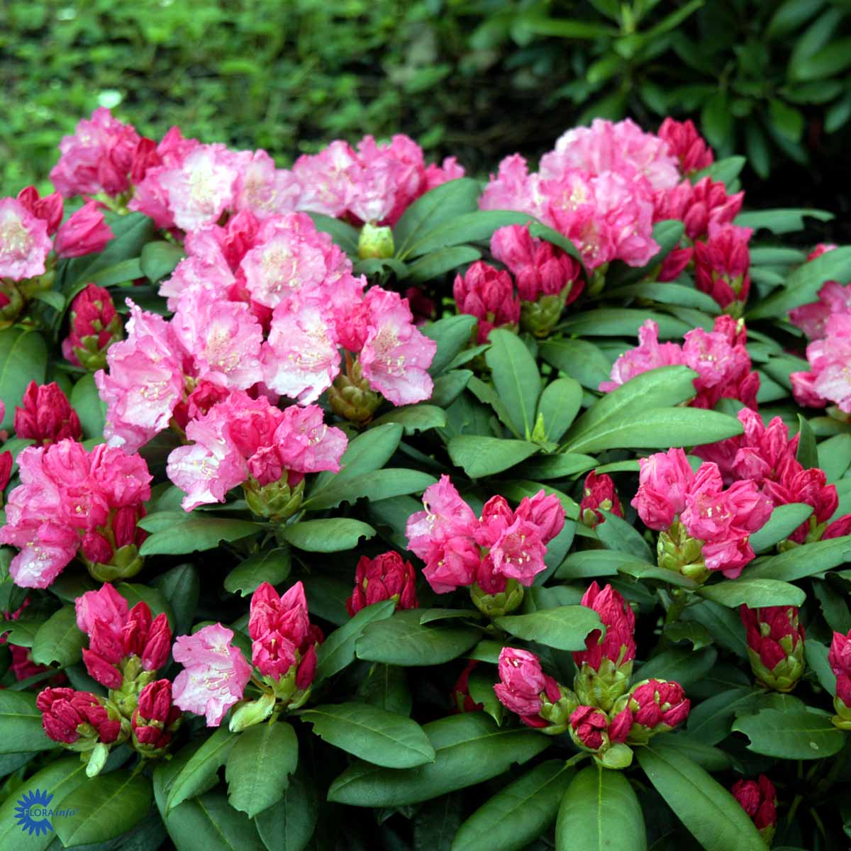 Bilde av Rhododendron Polaris-Spanne Plantesalg