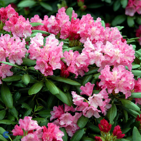 Bilde av Rhododendron yak. 'Kalinka'-Spanne Plantesalg