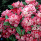 Bilde av Rhododendron Morgenrot-Spanne Plantesalg