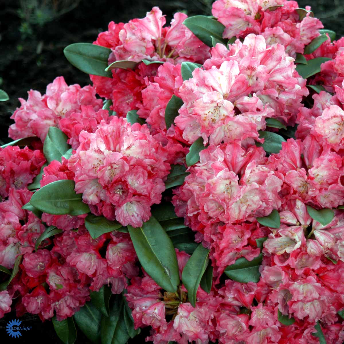 Bilde av Rhododendron Morgenrot-Spanne Plantesalg