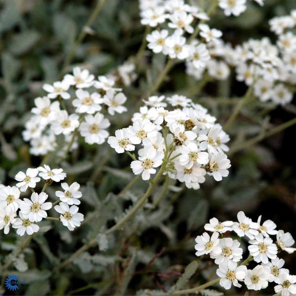 Bilde av Achillea umbellata-Spanne Plantesalg