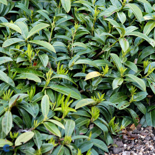 Bilde av Prunus l. 'Mount Vernon'-Spanne Plantesalg