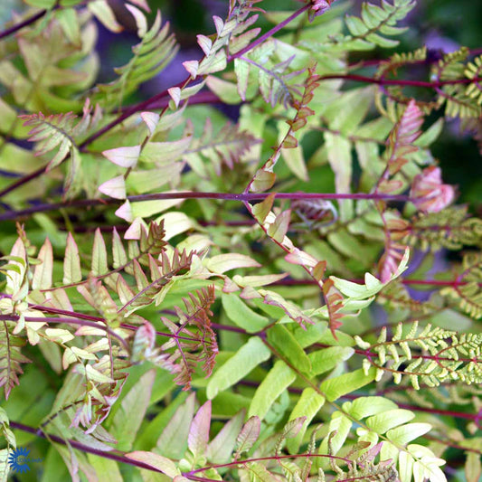 Bilde av Osmunda regalis 'Purpurascens'-Spanne Plantesalg