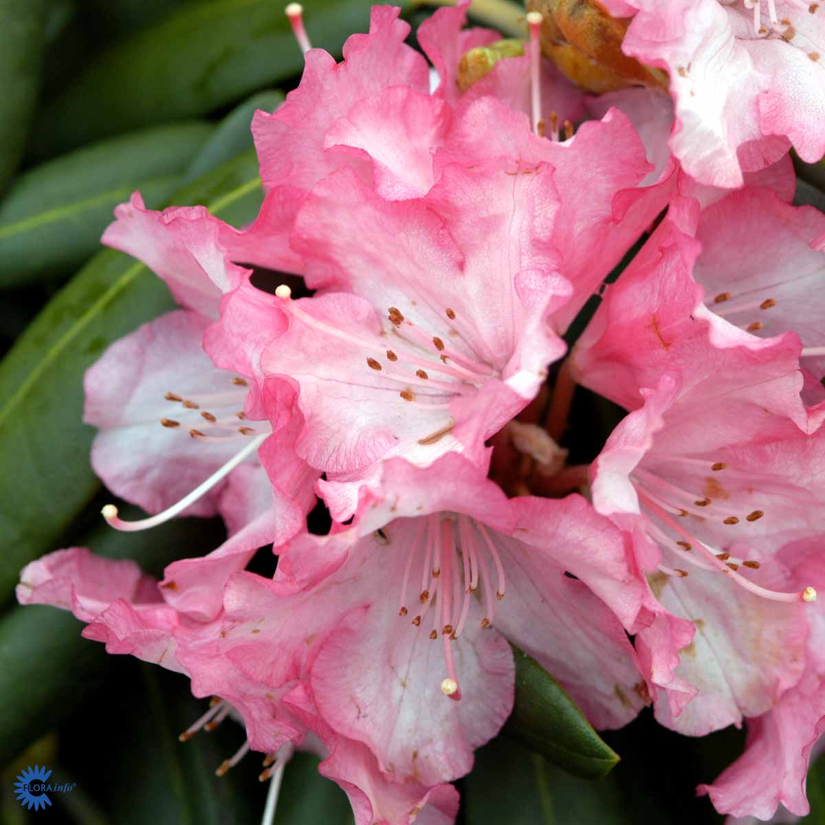 Bilde av Rhododendron Emanuela-Spanne Plantesalg