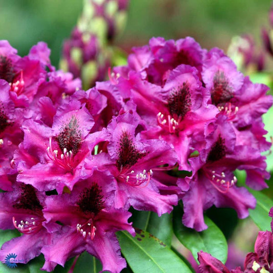 Bilde av Rhododendron Azurro-Spanne Plantesalg