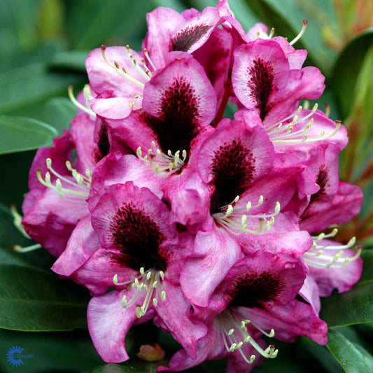 Bilde av Rhododendron Kokardia-Spanne Plantesalg